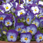 Årsmöte IOGT-NTO Spånga 17 april 13:00 Mikaelikyrkan, Skärholmen